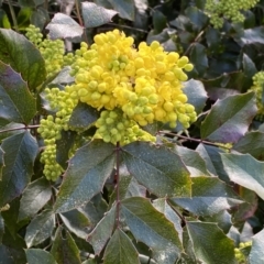 Berberis aquifolium at Watson, ACT - 18 Sep 2022 11:19 AM