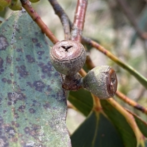 Eucalyptus pauciflora subsp. pauciflora at Watson, ACT - 18 Sep 2022