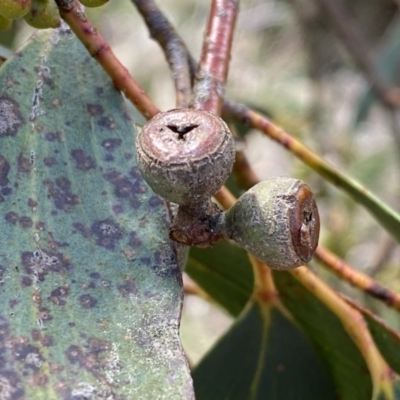 Eucalyptus pauciflora subsp. pauciflora (White Sally, Snow Gum) at Watson, ACT - 18 Sep 2022 by Steve_Bok