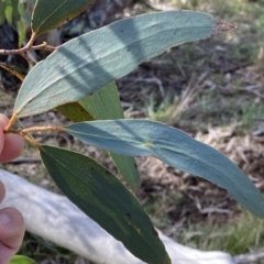 Eucalyptus pauciflora subsp. pauciflora at Watson, ACT - 18 Sep 2022