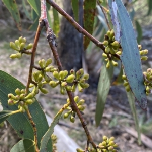 Eucalyptus pauciflora subsp. pauciflora at Watson, ACT - 18 Sep 2022