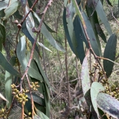 Eucalyptus pauciflora subsp. pauciflora at Watson, ACT - 18 Sep 2022