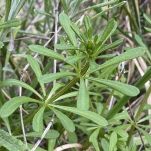 Galium aparine at Watson, ACT - 18 Sep 2022