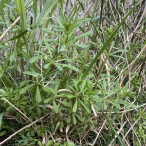 Galium aparine at Watson, ACT - 18 Sep 2022