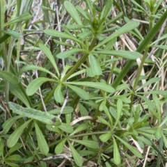 Galium aparine at Watson, ACT - 18 Sep 2022 11:10 AM