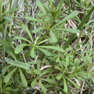 Galium aparine at Watson, ACT - 18 Sep 2022