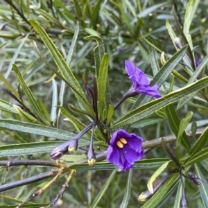 Solanum linearifolium at Watson, ACT - 18 Sep 2022 11:06 AM