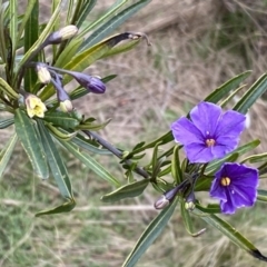 Solanum linearifolium at Watson, ACT - 18 Sep 2022 11:06 AM