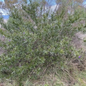 Solanum linearifolium at Watson, ACT - 18 Sep 2022