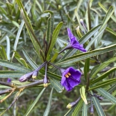 Solanum linearifolium at Watson, ACT - 18 Sep 2022 11:06 AM