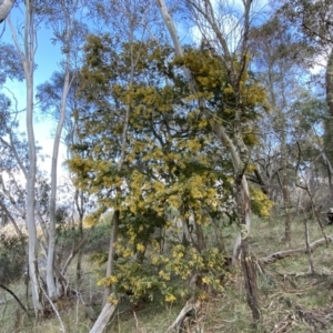 Acacia baileyana at Watson, ACT - 18 Sep 2022