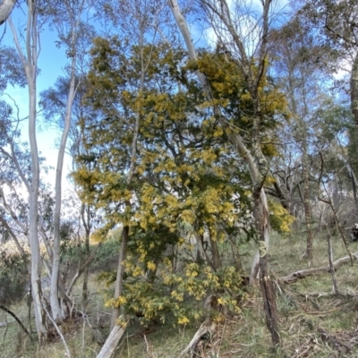 Acacia baileyana (Cootamundra Wattle, Golden Mimosa) at Mount Majura - 18 Sep 2022 by SteveBorkowskis