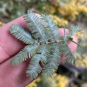 Acacia baileyana at Watson, ACT - 18 Sep 2022