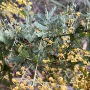 Acacia baileyana at Watson, ACT - 18 Sep 2022