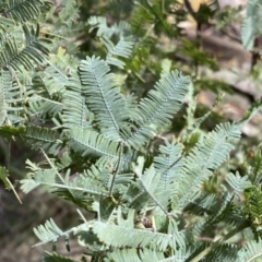 Acacia baileyana at Watson, ACT - 18 Sep 2022