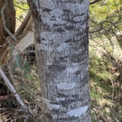 Acacia baileyana at Watson, ACT - 18 Sep 2022