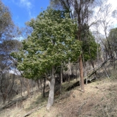 Brachychiton populneus subsp. populneus (Kurrajong) at Mount Majura - 18 Sep 2022 by SteveBorkowskis