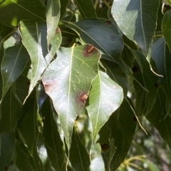 Brachychiton populneus subsp. populneus at Watson, ACT - 18 Sep 2022