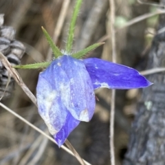 Wahlenbergia stricta subsp. stricta (Tall Bluebell) at Mount Majura - 18 Sep 2022 by SteveBorkowskis