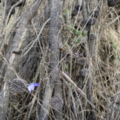 Wahlenbergia stricta subsp. stricta at Watson, ACT - 18 Sep 2022