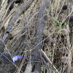 Wahlenbergia stricta subsp. stricta at Watson, ACT - 18 Sep 2022