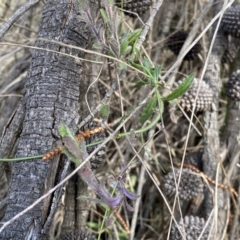 Wahlenbergia stricta subsp. stricta at Watson, ACT - 18 Sep 2022