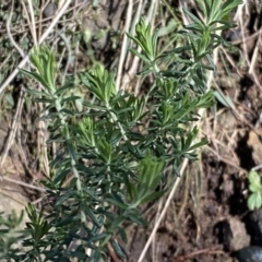 Cassinia aculeata subsp. aculeata (Dolly Bush, Common Cassinia, Dogwood) at Mount Majura - 18 Sep 2022 by SteveBorkowskis