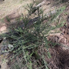 Cassinia aculeata subsp. aculeata at Watson, ACT - 18 Sep 2022 10:25 AM