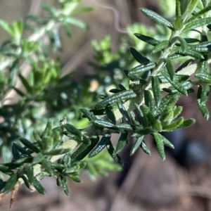 Cassinia aculeata subsp. aculeata at Watson, ACT - 18 Sep 2022 10:25 AM