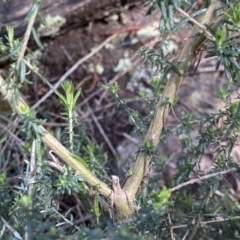 Cassinia aculeata subsp. aculeata at Watson, ACT - 18 Sep 2022 10:25 AM