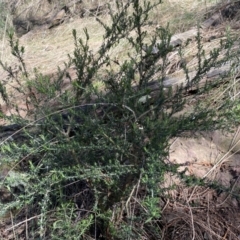 Cassinia aculeata subsp. aculeata at Watson, ACT - 18 Sep 2022 10:25 AM