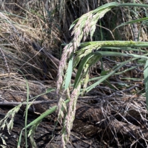 Holcus lanatus at Watson, ACT - 18 Sep 2022