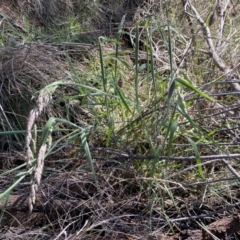 Holcus lanatus at Watson, ACT - 18 Sep 2022 10:15 AM