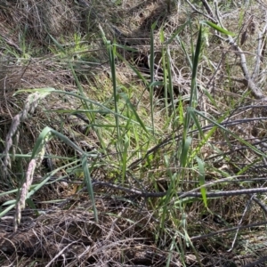 Holcus lanatus at Watson, ACT - 18 Sep 2022 10:15 AM