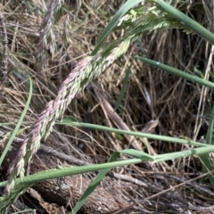 Holcus lanatus at Watson, ACT - 18 Sep 2022 10:15 AM