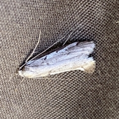 Philobota stella (A concealer moth) at Watson, ACT - 18 Sep 2022 by SteveBorkowskis