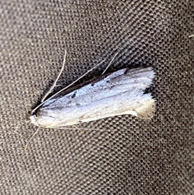 Philobota stella (A concealer moth) at Mount Majura - 18 Sep 2022 by SteveBorkowskis