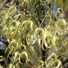 Clematis leptophylla (Small-leaf Clematis, Old Man's Beard) at Watson, ACT - 18 Sep 2022 by SteveBorkowskis