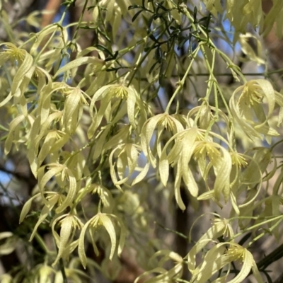 Clematis leptophylla (Small-leaf Clematis, Old Man's Beard) at Watson, ACT - 18 Sep 2022 by SteveBorkowskis