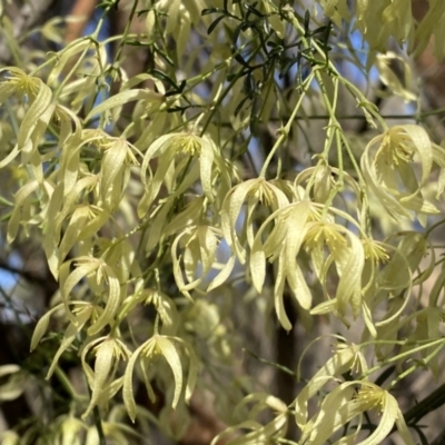 Clematis leptophylla (Small-leaf Clematis, Old Man's Beard) at Mount Majura - 17 Sep 2022 by SteveBorkowskis