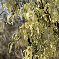 Clematis leptophylla at Watson, ACT - 18 Sep 2022