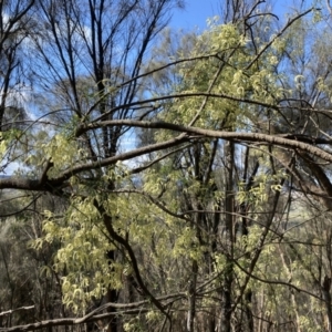 Clematis leptophylla at Watson, ACT - 18 Sep 2022