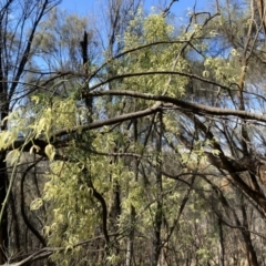 Clematis leptophylla at Watson, ACT - 18 Sep 2022 09:56 AM