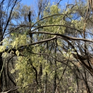 Clematis leptophylla at Watson, ACT - 18 Sep 2022