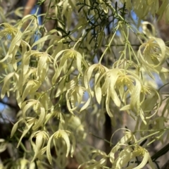 Clematis leptophylla at Watson, ACT - 18 Sep 2022 09:56 AM