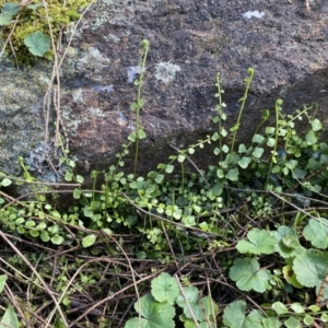 Asplenium flabellifolium at Watson, ACT - 18 Sep 2022