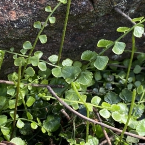 Asplenium flabellifolium at Watson, ACT - 18 Sep 2022