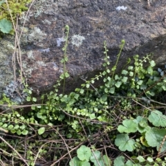 Asplenium flabellifolium at Watson, ACT - 18 Sep 2022