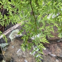 Cheilanthes austrotenuifolia at Watson, ACT - 18 Sep 2022
