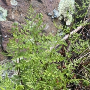 Cheilanthes austrotenuifolia at Watson, ACT - 18 Sep 2022
